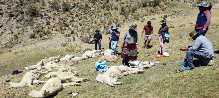 Puma andino mató 15 alpacas en el distrito de Yunga