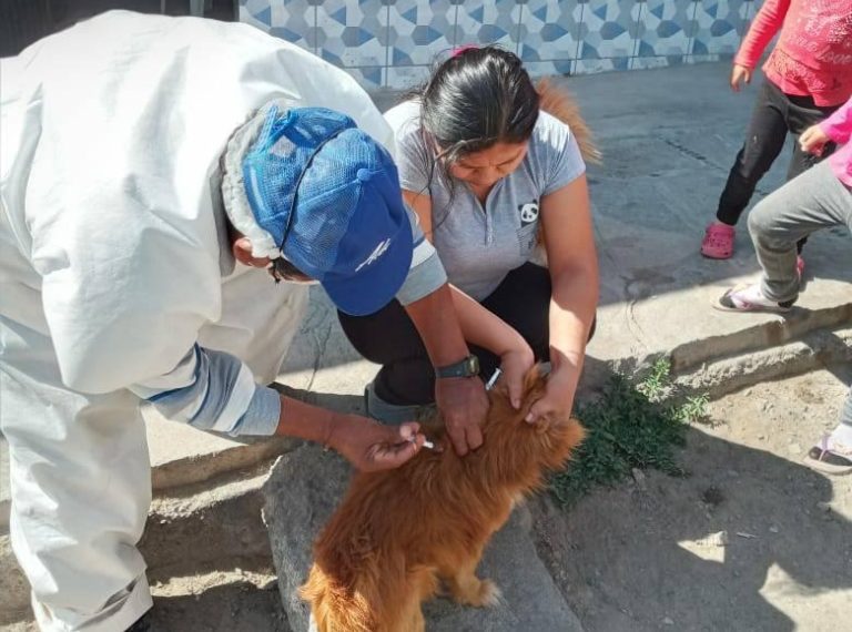 Programan campaña de vacunación canina en toda la provincia de Islay