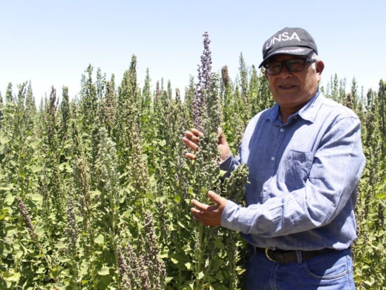 UNSA desarrolló tres variedades nuevas de quinua