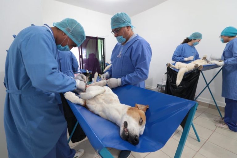 Este domingo: Campaña de esterilización de mascotas a costo social en Mollendo