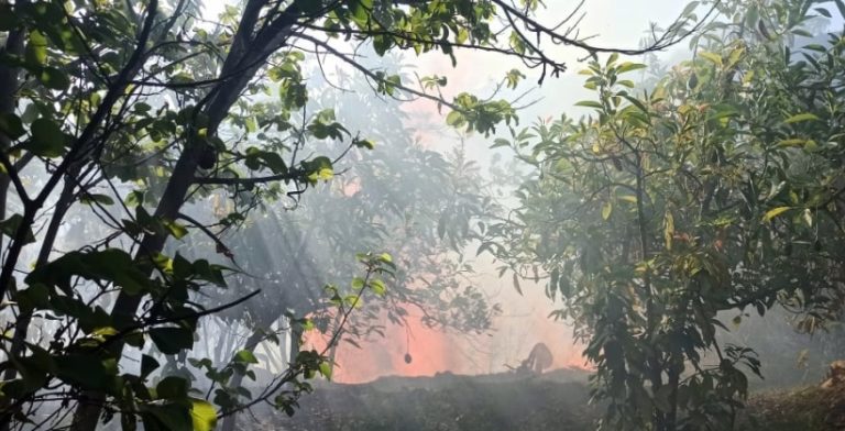 Omate: tres hectáreas de árboles de palta resultan destruidas en incendio forestal