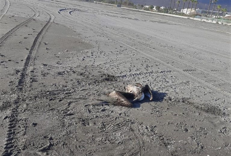 Gripe aviar: Reportan aparición de un pelícano muerto en Mejía