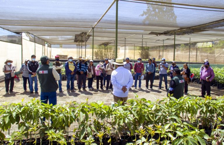 Cultivo de palto: programa líderes agropecuarios capacita a productores de Torata