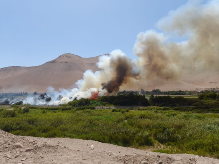 Bomberos sofocan incendio forestal en el valle de Moquegua