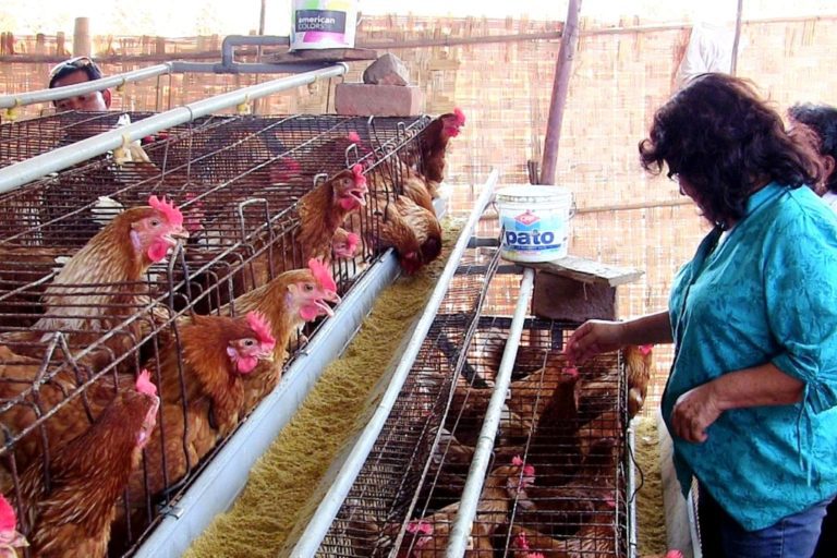 Descartan riesgo de contagio de influenza aviar por consumo de aves o huevos
