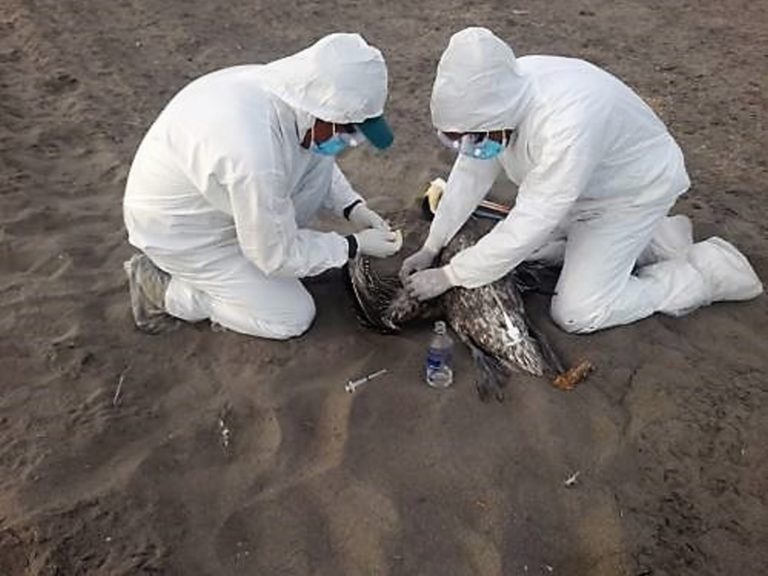 Serfor y Senasa confirman presencia de gripe aviar en costas arequipeñas