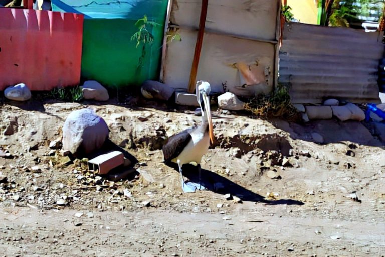 ¡Hallan un pelícano vivo en Moquegua!