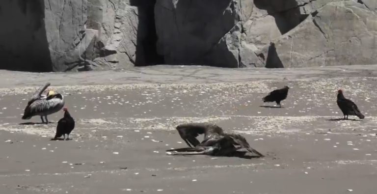 Punta de Bombón: 50 pelícanos fueron encontrados muertos en Playuela Grande