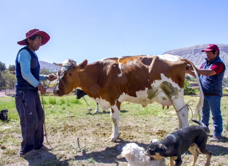Líderes agropecuarios realizan inseminación artificial gratuita en Torata