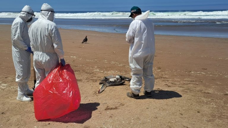 Gripe aviar en Ilo: Brigadas inician recojo de pelicanos muertos
