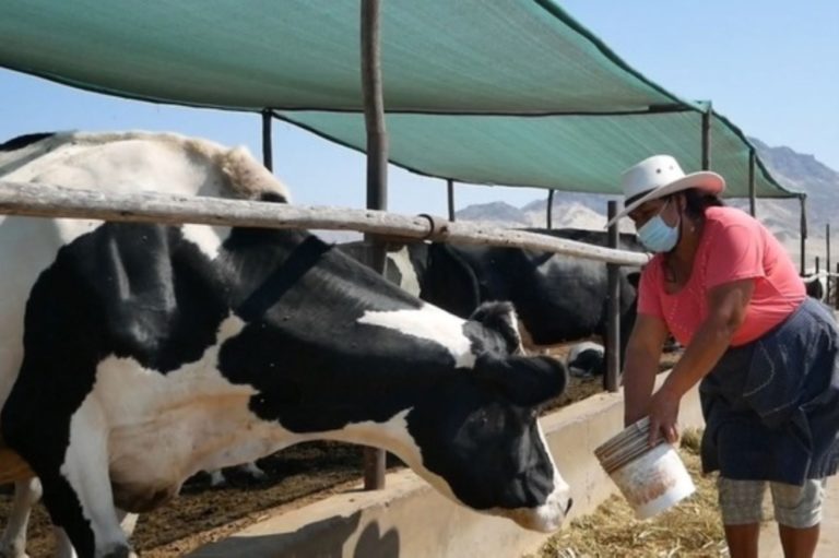 Punta de Bombón: premian a productores de leche de vaca