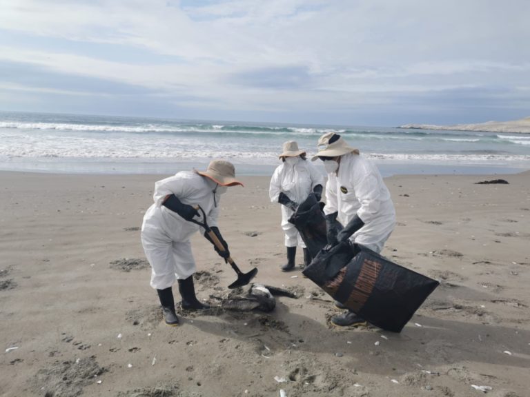 Más de 300 pelicanos muertos por la gripe aviar fueron recogidos de playas de Ilo