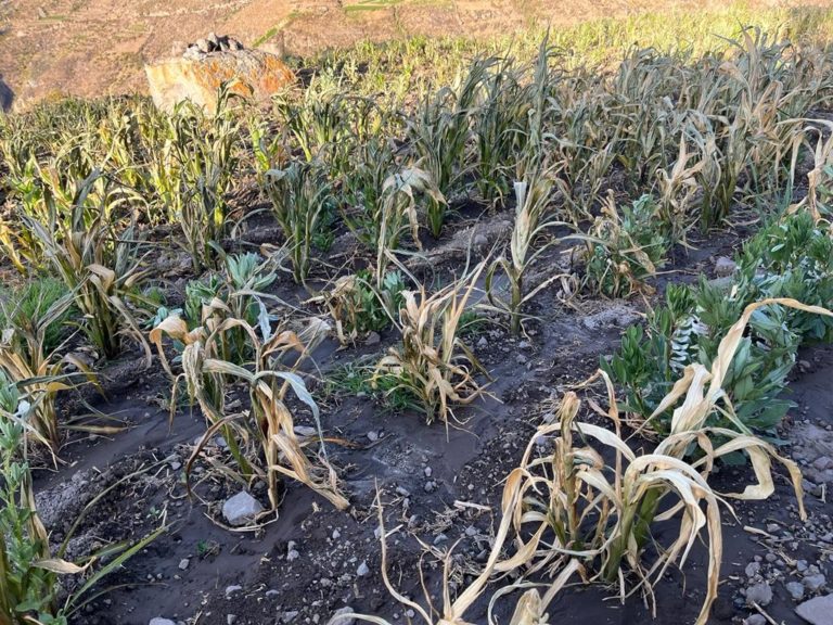 Reportan pérdida de cultivos a consecuencia de las heladas