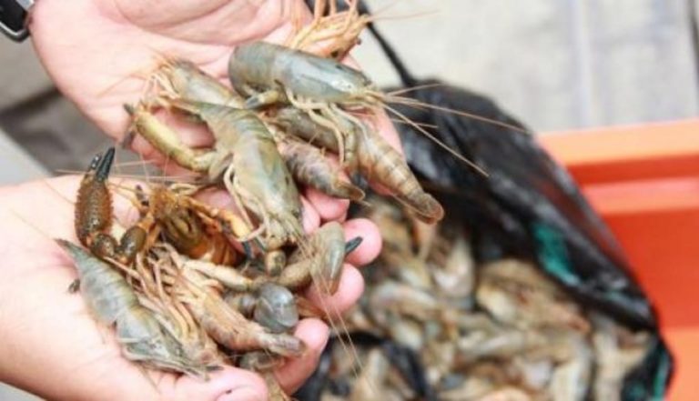 Río Tambo: Veda del camarón será hasta el 31 de marzo
