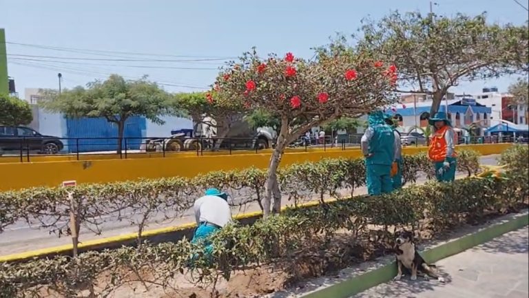 Tras abandono de áreas verdes: municipio de Islay-Matarani inicia arborización con 1150 plantones