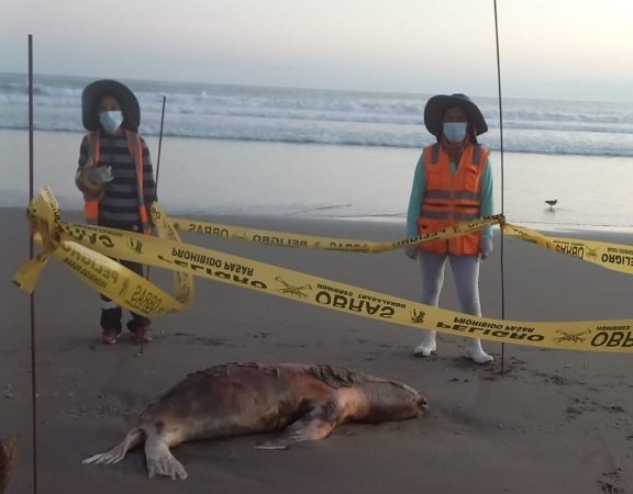 SENASA confirma que gripe Aviar ya está en Ilo y está matando lobos marinos