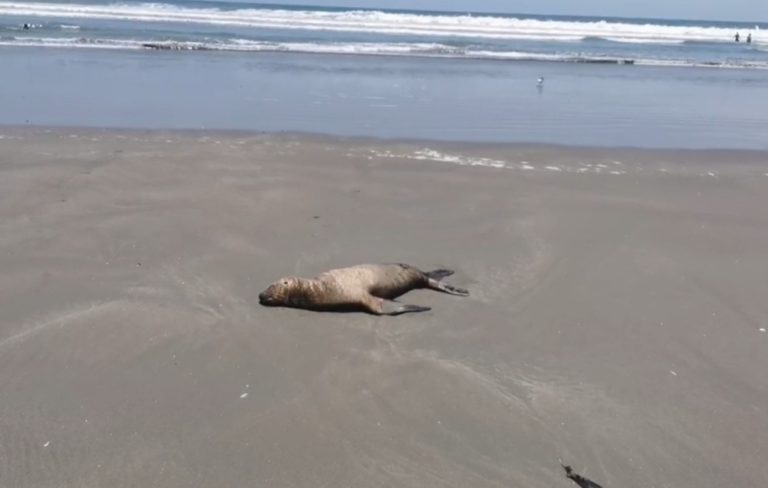 Ilo: Entierran 4 lobos marinos encontraron muertos en playa