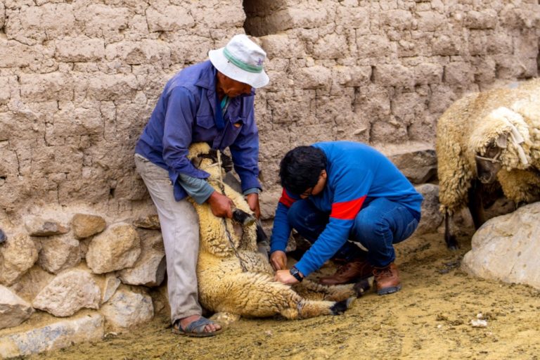 Torata: “Líderes agropecuarios” inician desparasitación gratuita de animales