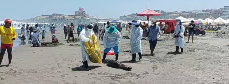 Personal de Medio Ambiente de la MPI levanta un lobo muerto de la Primera Playa