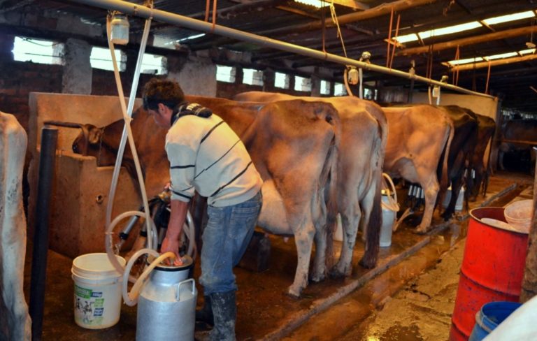 Sur del país: productores lecheros se redujeron un 40%