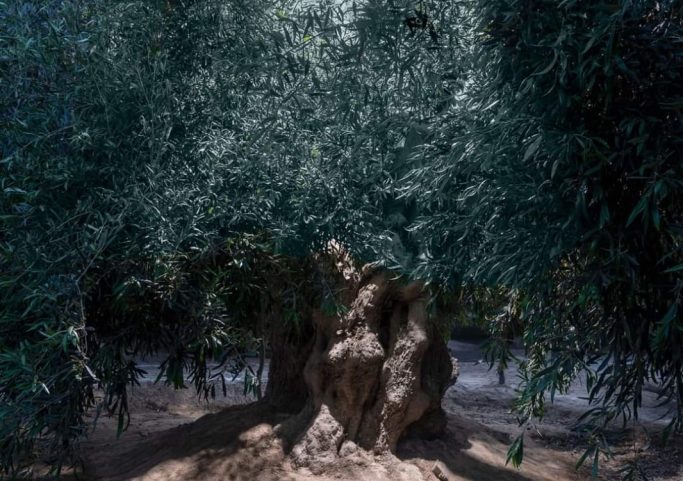 Declaran de interés nacional protección y conservación de los olivos patrimoniales de la región Moquegua