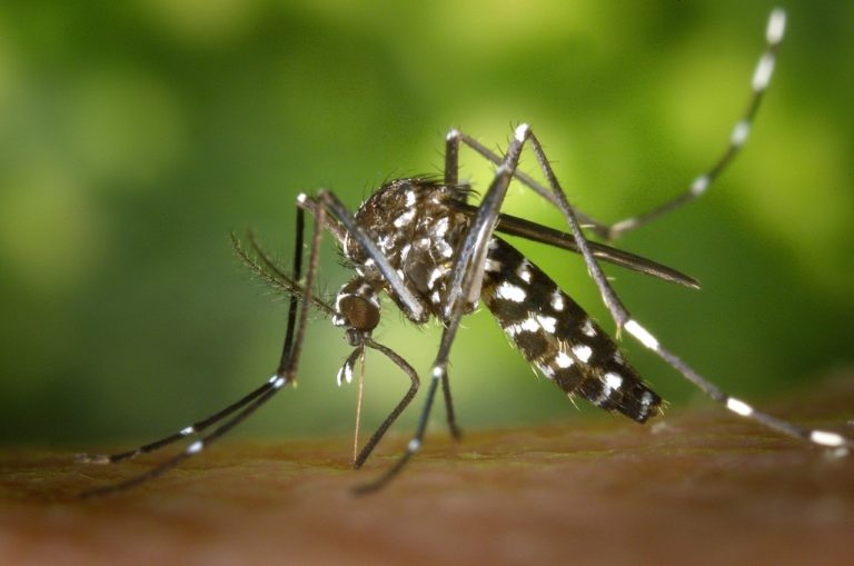 Dengue podría propagarse en Arequipa