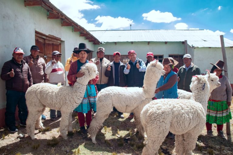 Southern Perú promueve proyecto de mejoramiento genético de camélidos sudamericanos en Huaytire