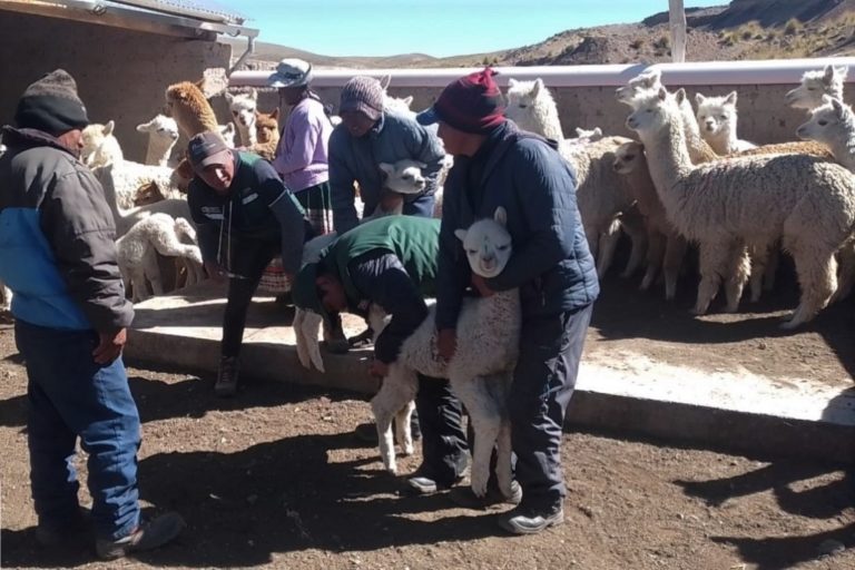 Agro Rural Arequipa viene aplicando más de 1800 kits veterinarios en zonas altoandinas