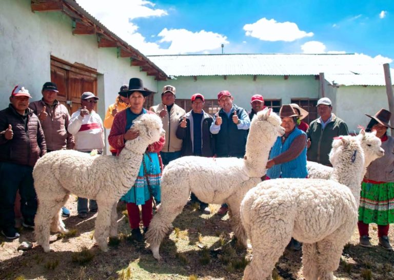 Se fortalece la cadena productiva de alpacas en Huaytire