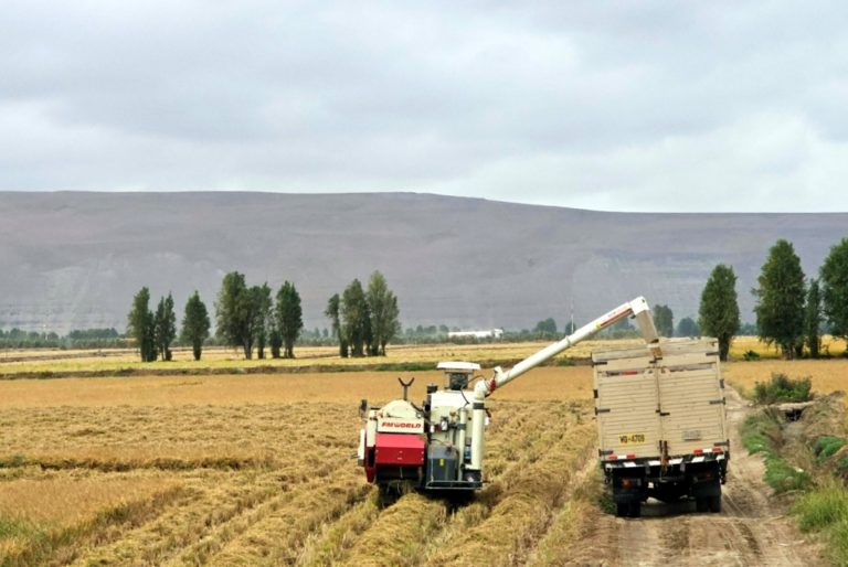 Con apoyo de Southern Perú: Más de 400 agricultores se beneficiaron con cosecha de arroz