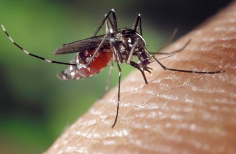 Red de Salud Islay promueve concientización sobre el dengue
