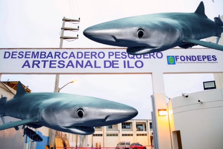 Tiburones de arriba y de abajo
