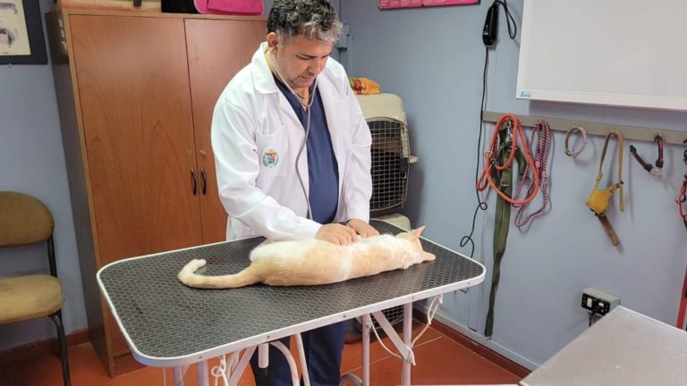 Ilo: Centro Veterinario Municipal realiza esterilización gratis de perros y gatos para evitar sobrepoblación