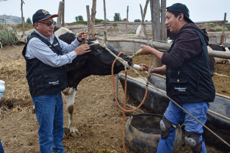 Desparasitan ganado vacuno en Mejía y Punta de Bombón