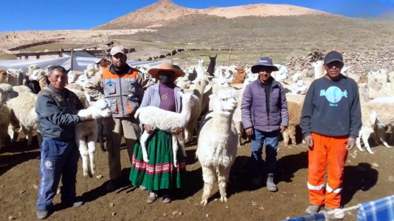 Agencia Agraria, municipio de Ichuña y San Gabriel dosifican más de 40 mil cabezas de ganado