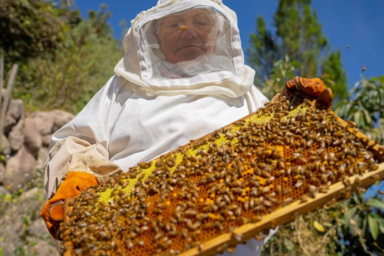Impulsa Torata, fortalece producción de miel de abeja y bebidas medicinales en Yacango
