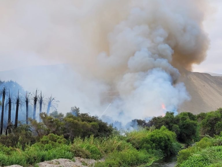 Incendio forestal arrasa áreas verdes en el valle de Ilo jurisdicción de Pacocha  