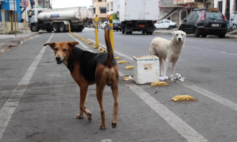 Ilo: Planifican censo para determinar cuántos canes con dueño y callejeros existen en la ciudad