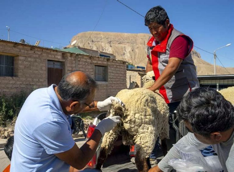 Productores de Torata capacitados en inseminación artificial de ovinos y bovinos