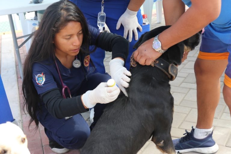 Matarani: aplican 200 dosis de vacunas antirrábicas y 295 desparasitaciones