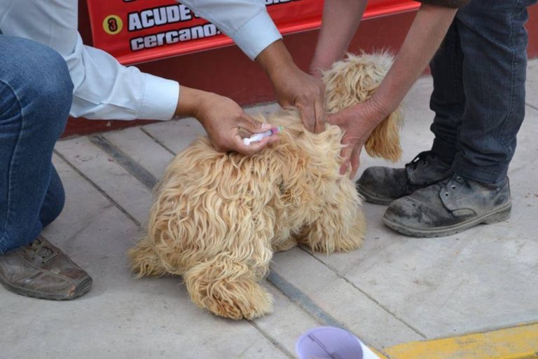 Matarani: el domingo realizarán campaña de vacunación y desparasitación de canes