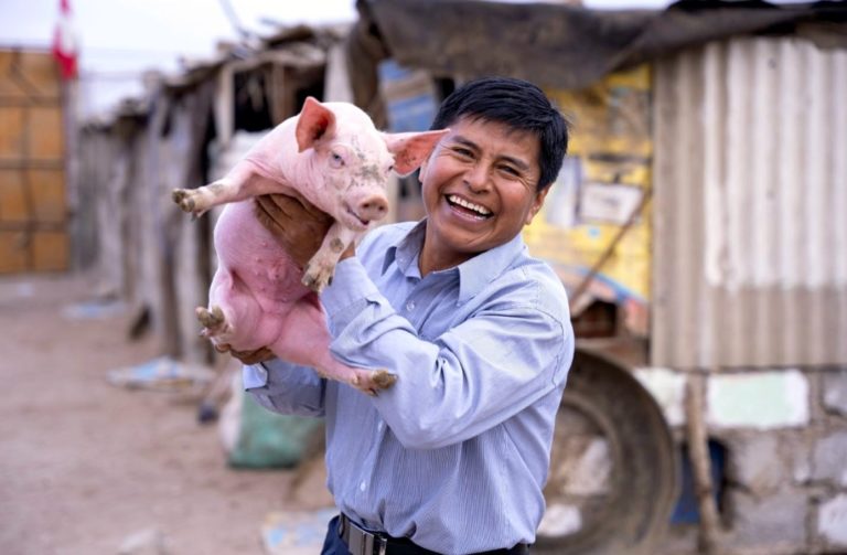 Criadores de porcino en Ilo fortalecerán producción con capital semilla
