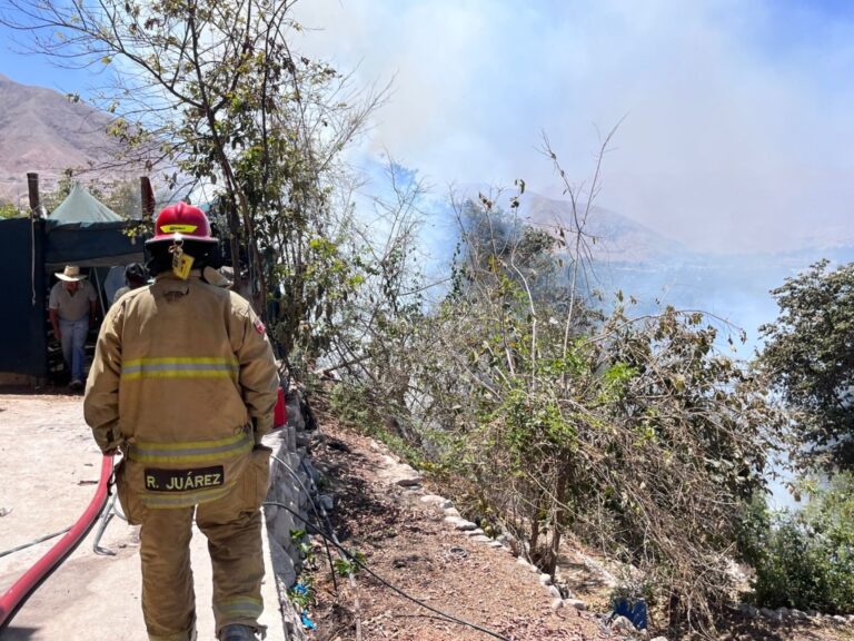 Incendio forestal se registra en el C.P. Los Ángeles y se queman árboles frutales