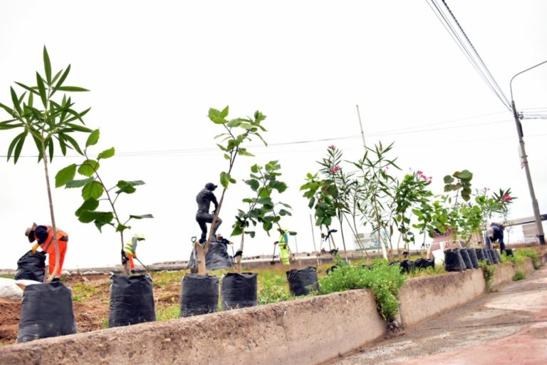 MPI arboriza la ciudad con más de 100 plantaciones de arbolitos