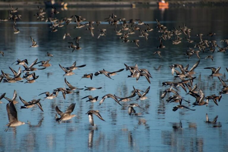 Realizarán charla sobre el Día Mundial de las Aves Migratorias en Mejía