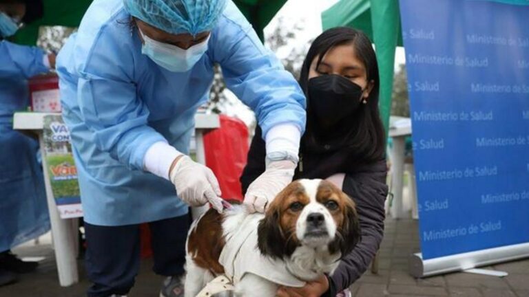 Deán Valdivia: esta semana culmina campaña de vacunación antirrábica canina