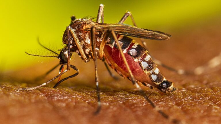 Inician cerco entomológico para prevenir propagación del dengue en Mollendo