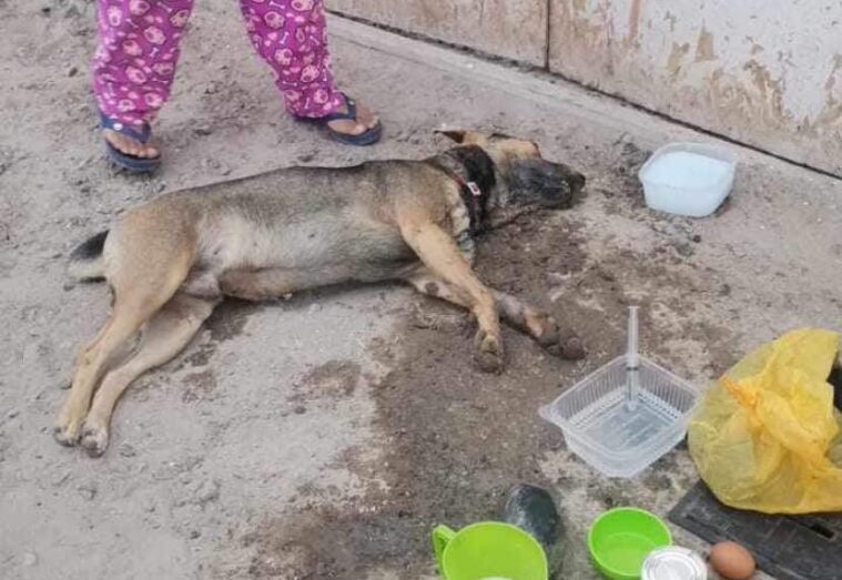 Envenenan 6 canes en Villa Primavera, causando indignación en la población