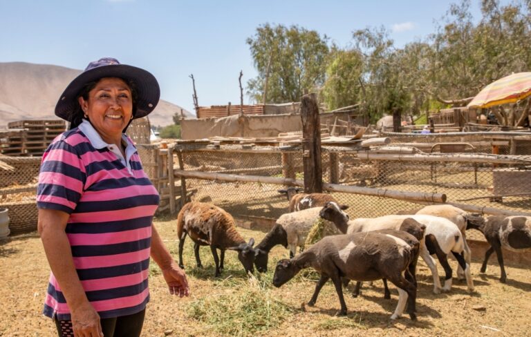 Southern Perú desarrolló un proyecto innovador con corderos Dorper para la comercialización cárnica en el valle de Ite