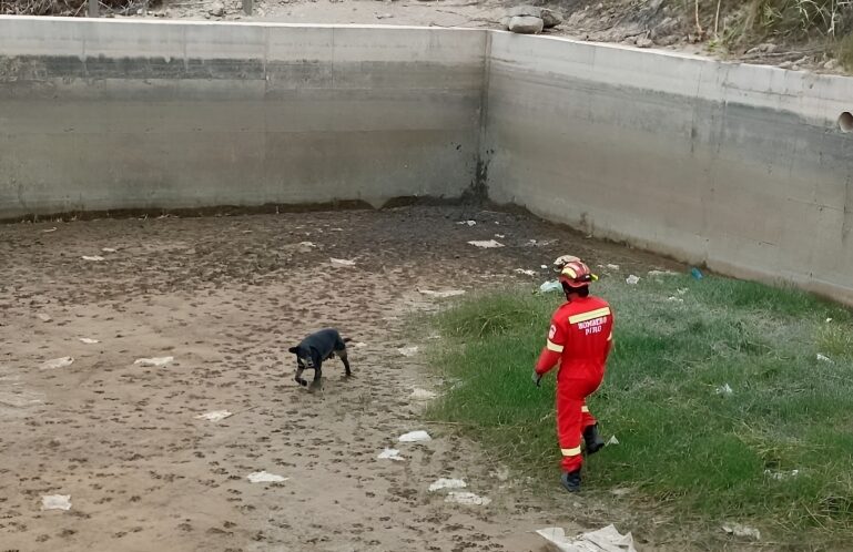 Bomberos de Mollendo rescatan a perrito que cayó a estanque
